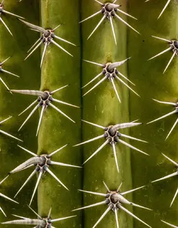 Prickly - Office Wall Art - Desert Southwest