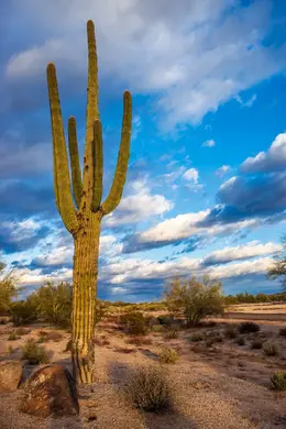 Towering Saguaro - Office Wall Art - Desert Southwest