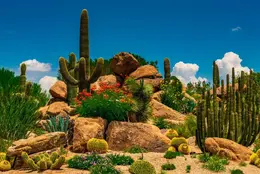 Mirabel Garden - Office Wall Art - Desert Southwest