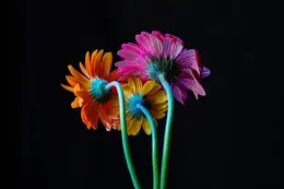 Backside Daisy - Office Wall Art - Flowers Trees Rocks