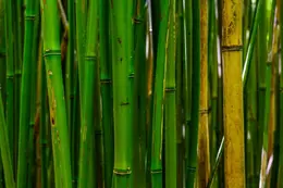 Bamboo Forest - Office Wall Art - Flowers Trees Rocks