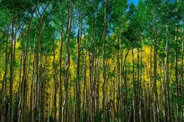 Sea of Aspens - Office Wall Art - Flowers Trees Rocks