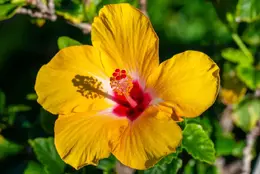 Yellow Hibiscus - Office Wall Art - Flowers Trees Rocks