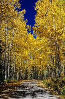 Aspen Path - Office Wall Art - Flowers Trees Rocks