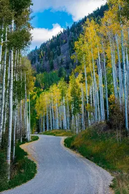 Chasing the Colors - Office Wall Art - Flowers Trees Rocks