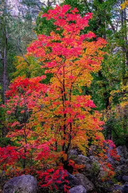 Reds of Oak Creek - Office Wall Art - Flowers Trees Rocks