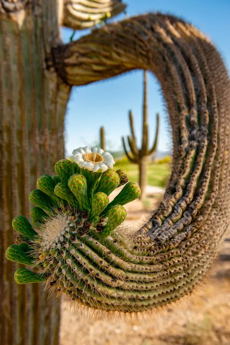 Saguaro Bloom Vertical - Office Wall Art