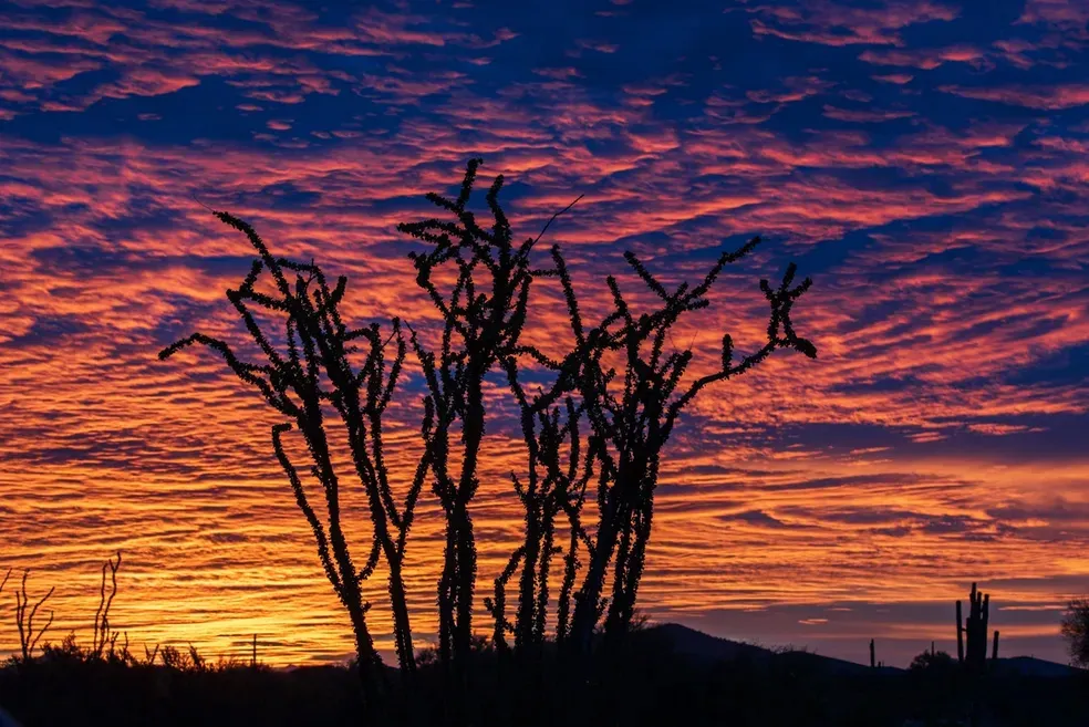 Ocotillo Sunrise - Office Wall Art