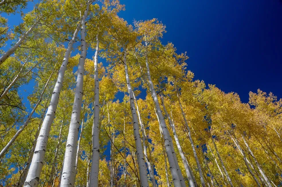 Aspen Glow - Office Wall Art