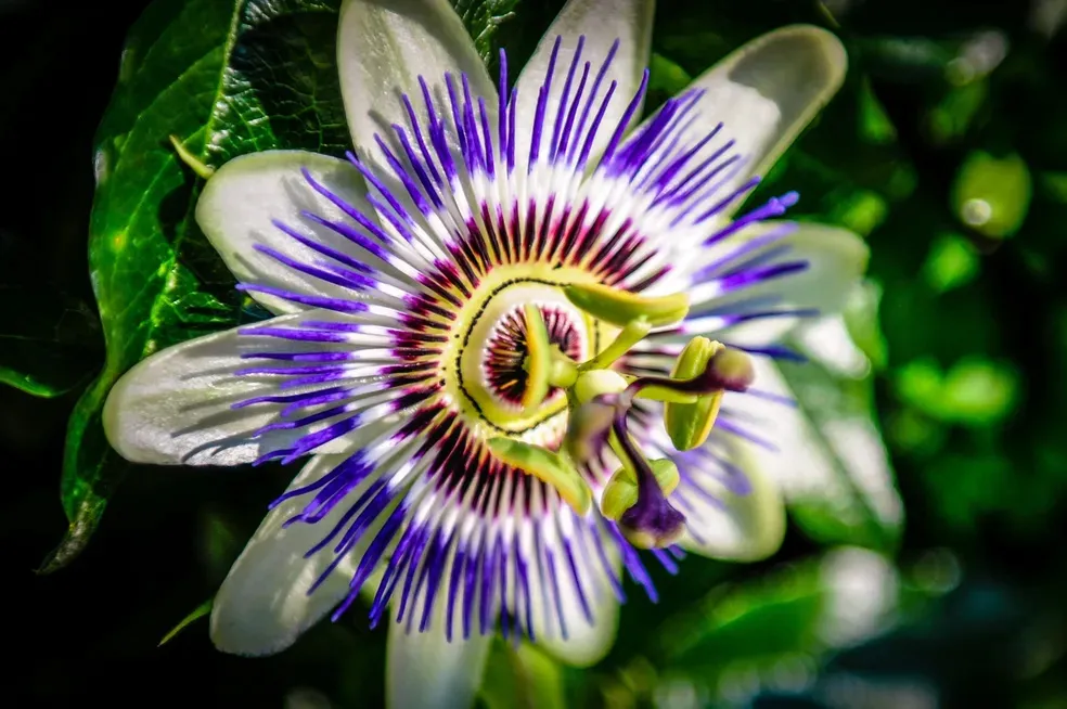 Purple Rays - Office Wall Art