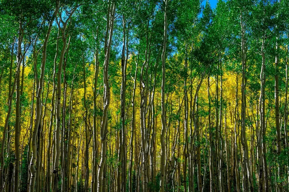 Sea of Aspens - Office Wall Art