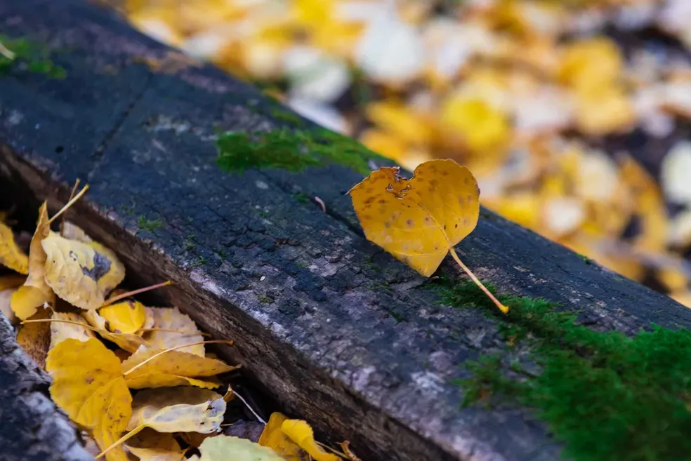 Wedged - Office Wall Art
