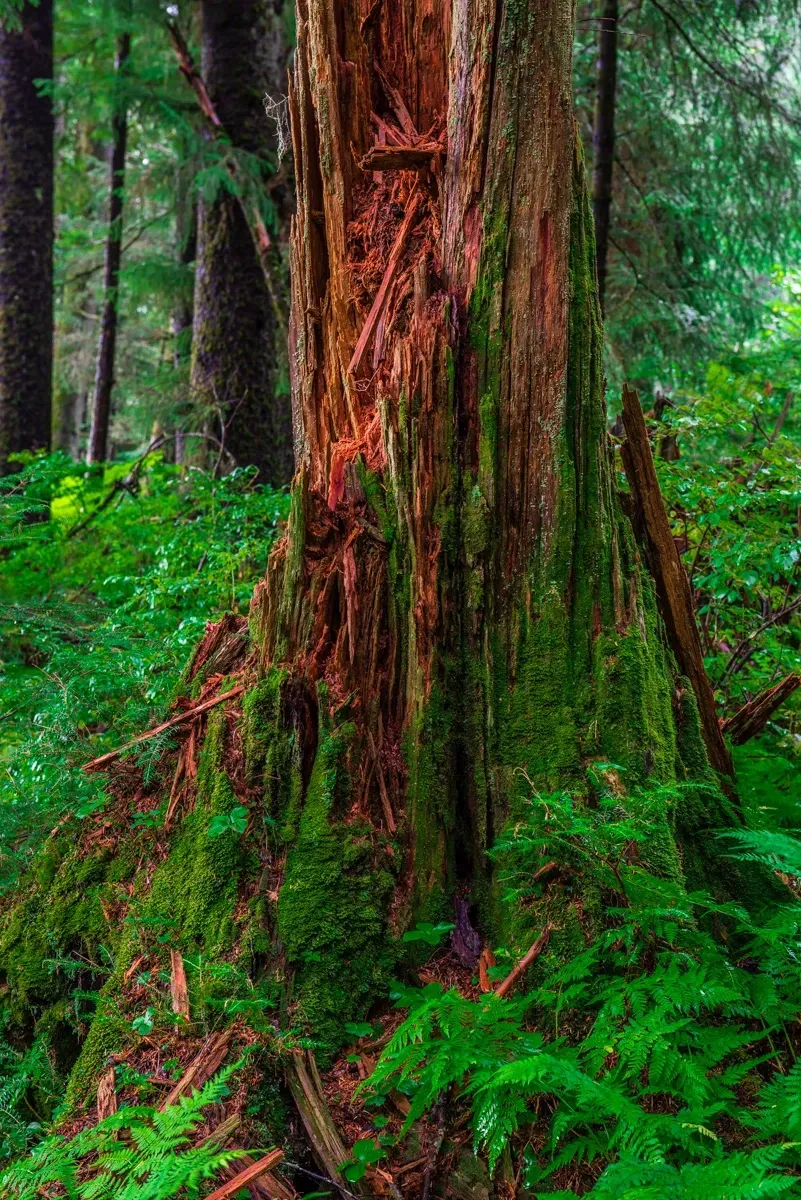 Snag - Office Wall Art