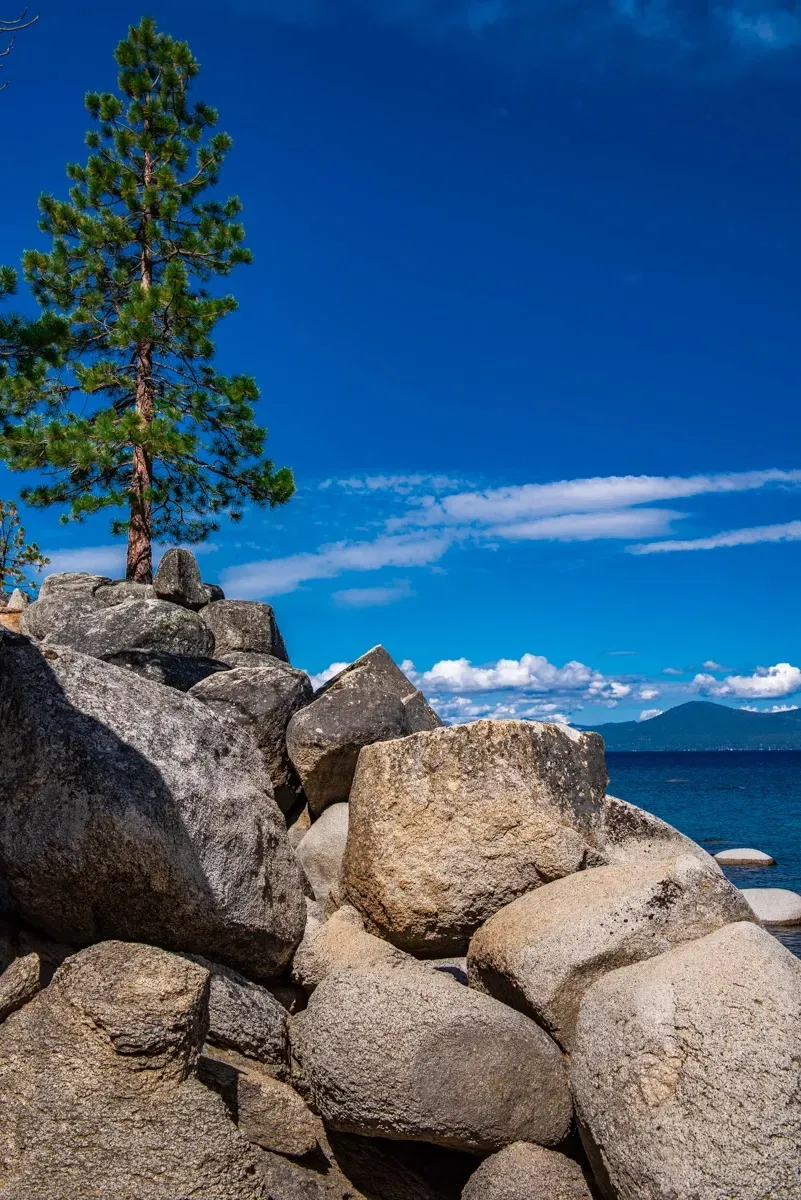 Solo Pine - Office Wall Art