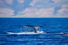 Whale Tail - Office Wall Art - Oceans Beaches Harbors