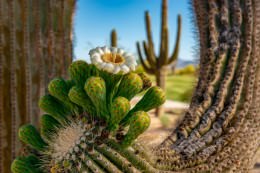 Saguaro Bloom Horizontal - Office Wall Art - Desert Southwest