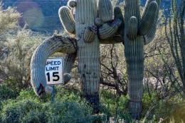 Slow Down - Office Wall Art - Desert Southwest