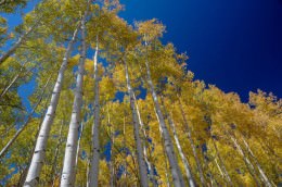 Aspen Glow - Office Wall Art - Flowers Trees Rocks