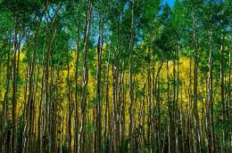 Sea of Aspens - Office Wall Art - Flowers Trees Rocks